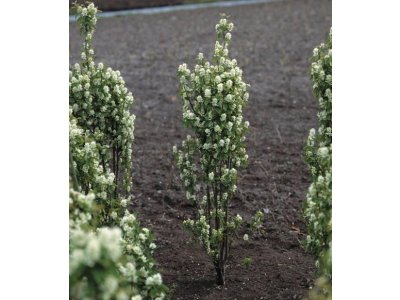 Amelanchier alnifolia ´Obelisk´ - muchovník olšolistý /SUMMER 2026/