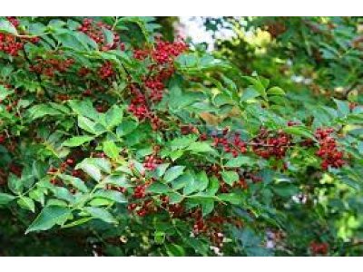 Zanthoxylum piperitum - sečuánský pepř