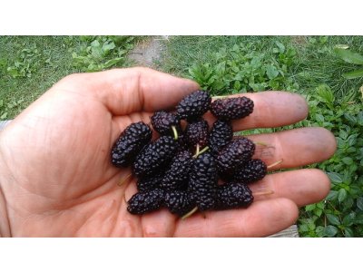 Morus ´Illinois Everbearing´ - moruše