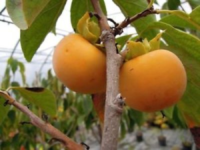 Diospyros kaki ´Tipo´ - japanese persimmon /SUMMER 2026/
