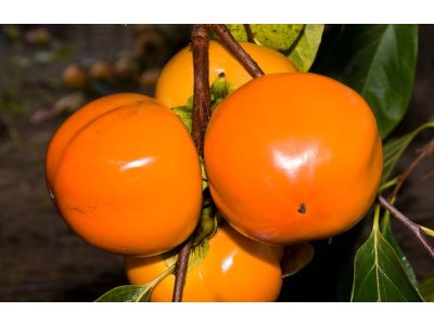 Diospyros kaki ´Hana Fuyu´ - japanese persimmon - poslání koncem VI.