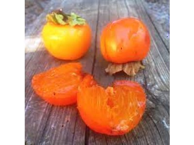 Diospyros kaki ´Tomatero´ - japanese persimmon