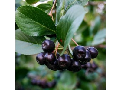 Aronia mitschurini ´Amit´ - aronie - podzimní akce