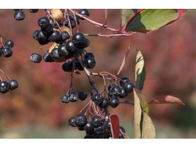Aronia ´Autumn Magic´ - aronie - podzimní akce