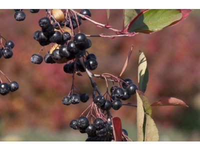 Aronia ´Autumn Magic´ - aronie