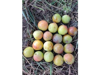 Sorbus domestica ´TYPE 1´ - oskeruše velkoplodá odrůda