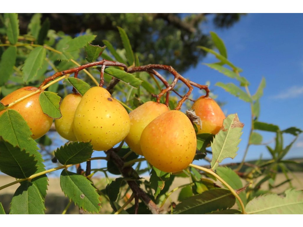 Sorbus domestica ´TYPE 2´ - oskeruše velkoplodá odrůda