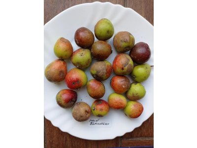 Sorbus domestica ´TYPE 3´ - oskeruše velkoplodá odrůda
