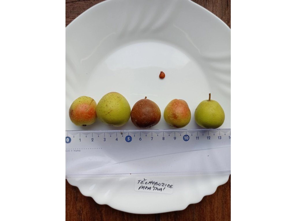 Sorbus domestica ´TYPE 4´ - oskeruše velkoplodá odrůda