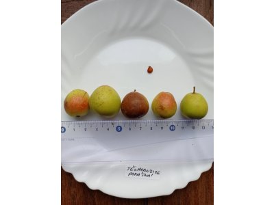 Sorbus domestica ´TYPE 4´ - oskeruše velkoplodá odrůda