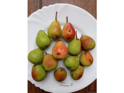 Sorbus domestica ´TYPE 5´ - oskeruše velkoplodá odrůda