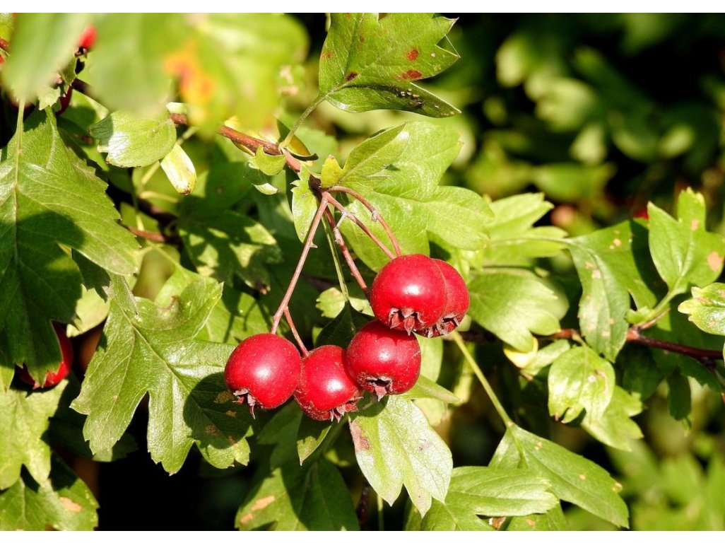 Crataegus monogyna - (Hloh jednosemenný)