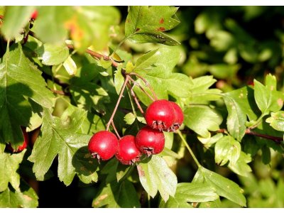 Crataegus monogyna - (Hloh jednosemenný)