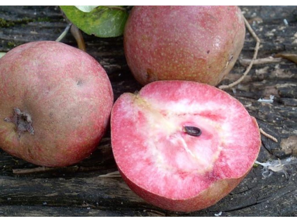 Pyrus communis ´Cocomerina´ - letní odrůda
