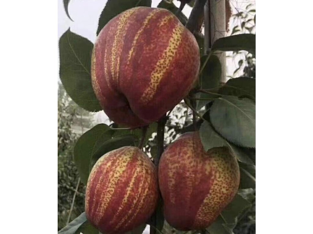 Pyrus pyrifolia ´Yu Hong´ syn. ´Zao Su Red Stripped´ /SUMMER 2026/