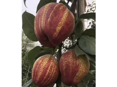 Pyrus pyrifolia ´Yu Hong´ syn. ´Zao Su Red Stripped´ /SUMMER 2026/