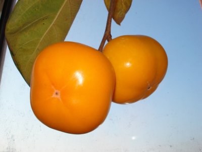 Diospyros x hybrida ´Mount Roman Kos´ - hardy persimmon /diospyros virginiana /summer 2026/