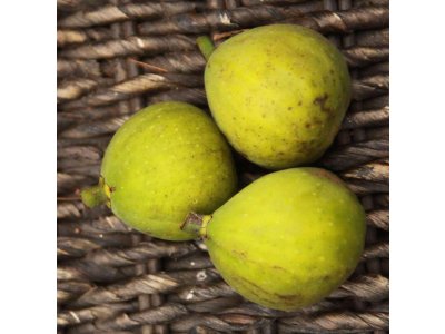 Ficus carica ´Dottato´ - světloplodá odrůda