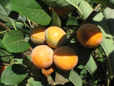 Diospyros virginiana ´Prok´  - hardy persimmon /diospyros lotus