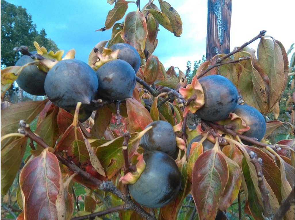 Diospyros kaki ´Kuro Gaki´ - black japanese persimmon