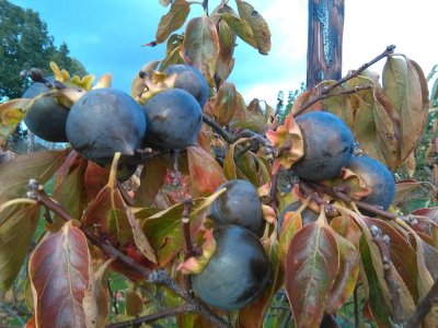 Diospyros kaki ´Kuro Gaki´ - black japanese persimmon