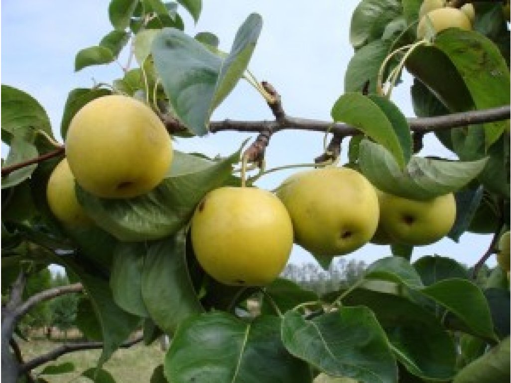 Pyrus pyrifolia ´Shinseiki´ - asijská hrušeň /SUMMER 2026/
