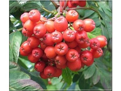 Sorbus aucuparia ´Alaja Krupnaja´ - jeřáb velkoplodý