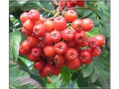 Sorbus aucuparia ´Alaja Krupnaja´ - jeřáb velkoplodý /SUMMER 2026/