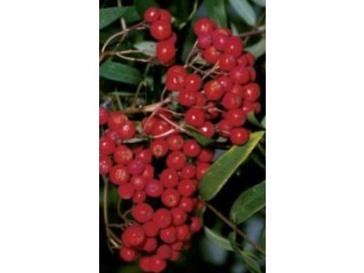 Sorbus aucuparia ´Moravský Sladkoplodý´ - jeřáb velkoplodý