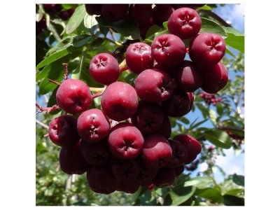 Sorbus ´Dezertnaja´ - jeřáb velkoplodý