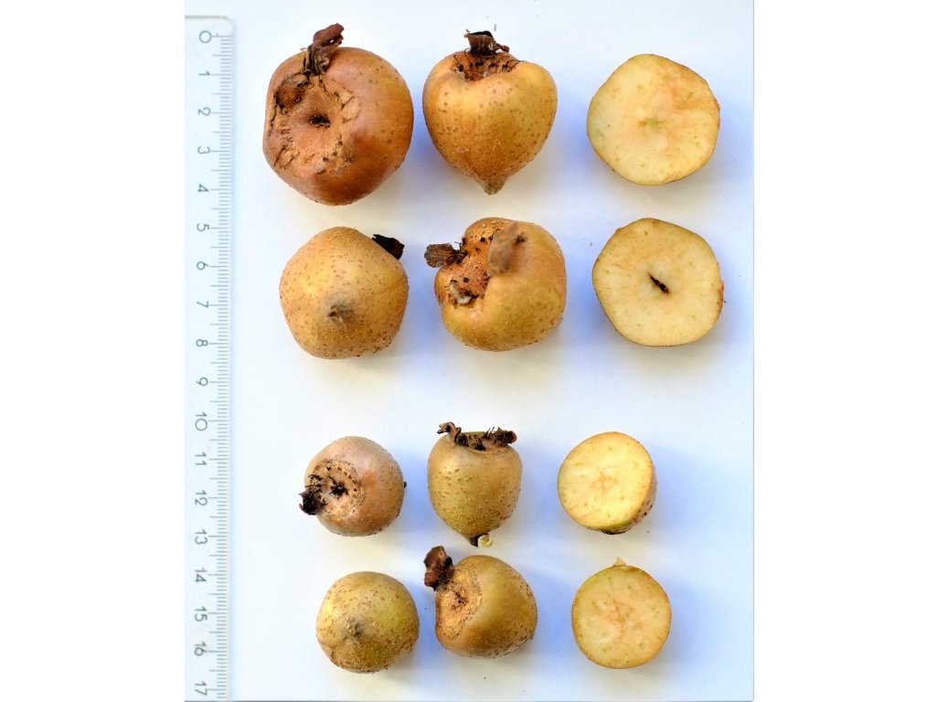 Mespilus germanica ´Apyrena´ - mišpule německá bezsemenná /SUMMER 2026/