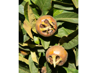 Mespilus germanica ´Susmispel´ - mišpule německá