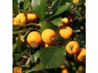 Crataegus punctata ´Aurea´ - hloh tečkovaný žlutoplodý /SUMMER 2026/