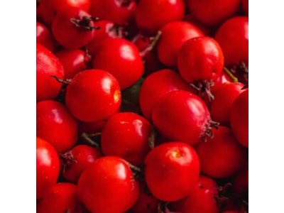 Crataegus macrocarpa ´Gabaryt´ - velkoplodý hloh /SUMMER 2026/