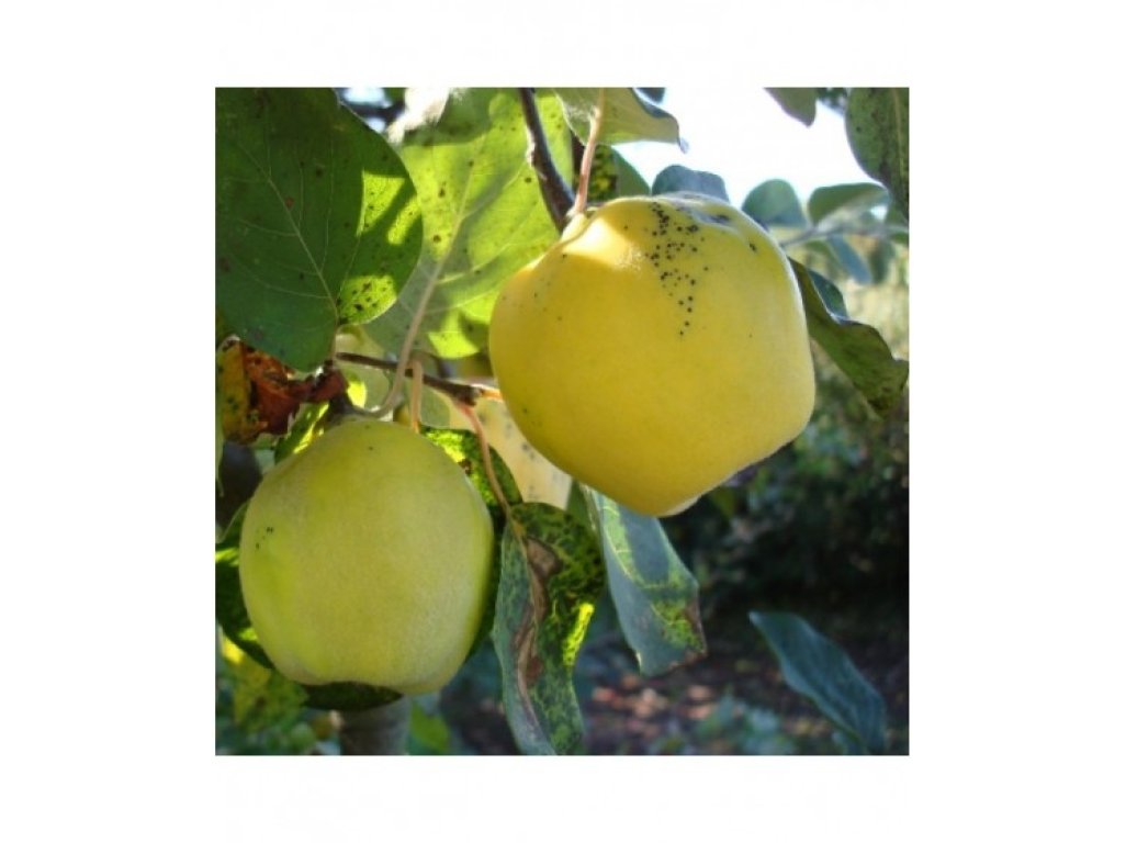 Cydonia oblonga ´Darunok Onuku´ - kdouloň hrušková  /SUMMER 2026/