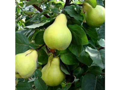 Cydonia oblonga ´Wolgogradskaja Miagkoplodnaja´ - kdouloň hrušková  /SUMMER 2026/