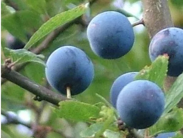 Prunus spinosa ´Rossatz´ - trnka velkoplodá