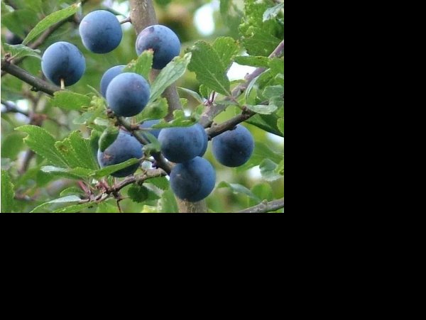 Prunus spinosa ´Rossatz´ - trnka velkoplodá /SUMMER 2026