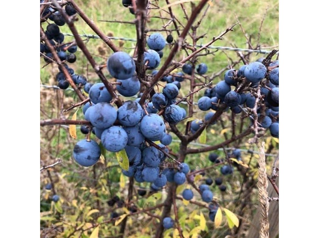 Prunus spinosa ´Weinerwald´ - trnka velkoplodá
