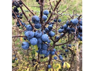 Prunus spinosa ´Weinerwald´ - trnka velkoplodá