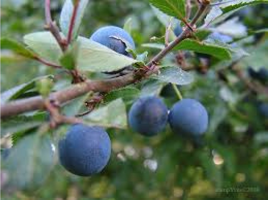 Prunus spinosa ´Haferschlehe´ - trnka velkoplodá