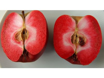 Malus domestica ´Weirouge´ - s červenou dužinou RARITKA /SUMMER 2026/