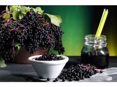 Bez černý ´Haschberg´ - ovocná velkoplodá odrůda