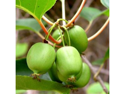 Actinidia arguta ´Issai´ - částečně samosprašná odrůda