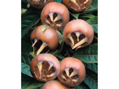 Mespilus germanica ´Nottingham´ - mišpule německá