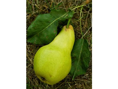 Pyrus communis ´Solanka´ - letní odrůda