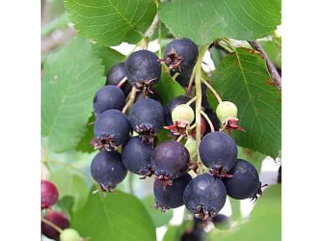 Amelanchier alnifolia ´Thiessen´ - muchovník olšolistý