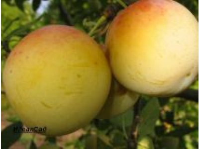 Prunus sp. ´Rumjanaja Zorka´ - velkoplodý myrobalán