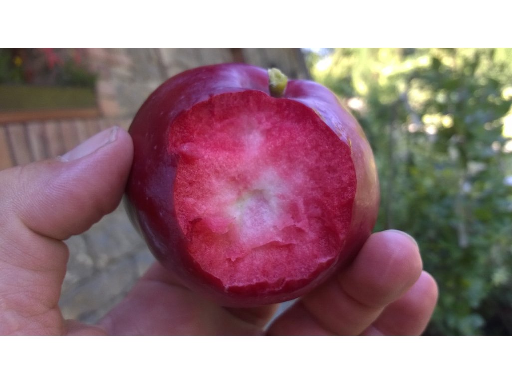 Malus domestica ´American Red´ - červená dužina podzimní odrůda RARITA