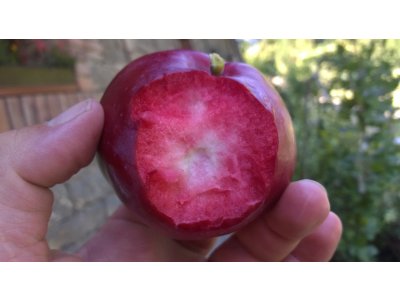 Malus domestica ´American Red´ - červená dužina podzimní odrůda RARITA